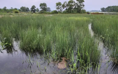 VN Co Bang grass crop