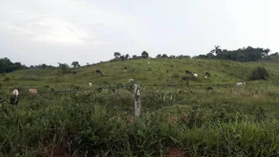 Cattle 960