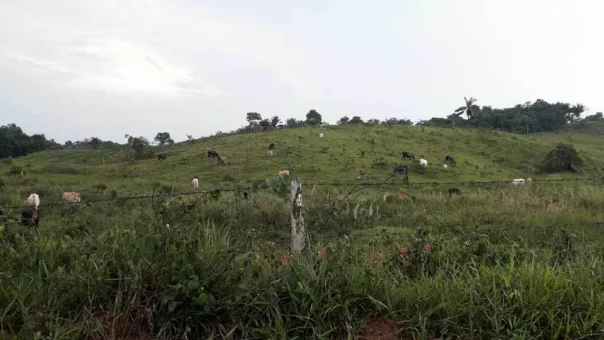 Cattle 960