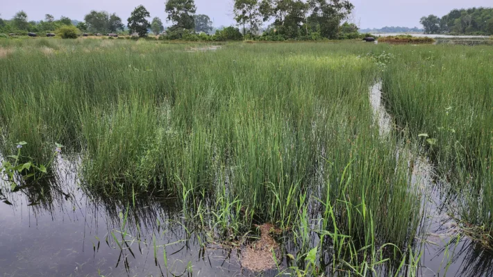 VN Co Bang grass crop