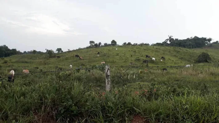 Cattle 960