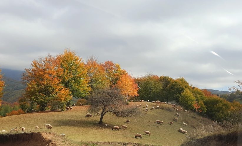 Kosovo field