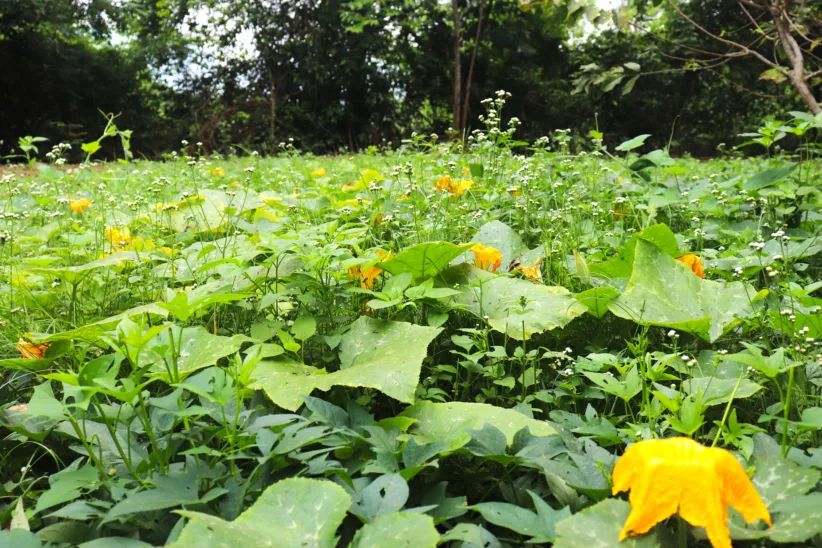 243 QB CMRS 27 items in garden Mrs Tran Thi Luc Xuan Trach 4