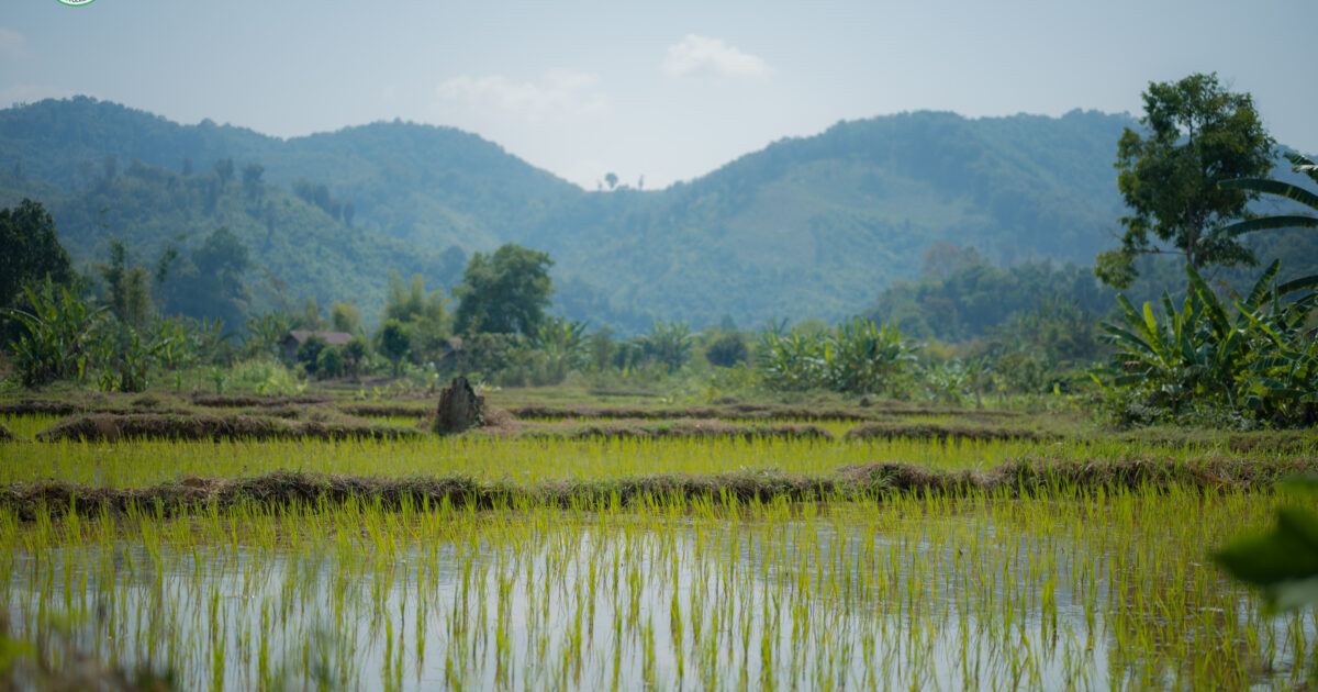 UXO Clearance Restores Safe Farmland in Sekong Province, Laos